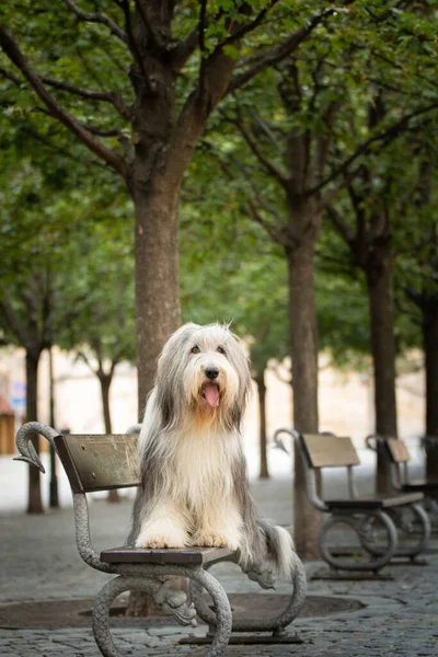 Sakallı çoban köpeği bankta oturuyor. Köpek Prag 'da şehir merkezinde..