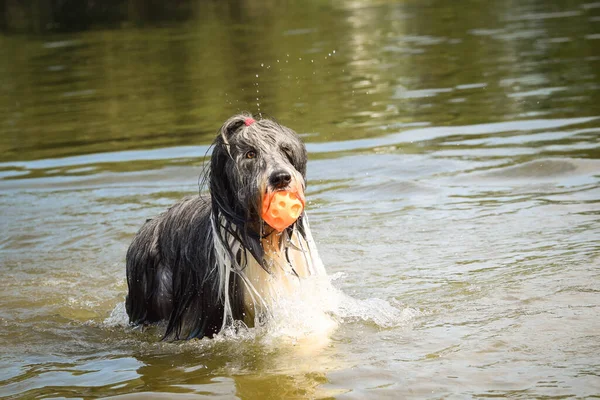 Barbudo Collie Está Corriendo Agua Quiere Una Bola Agua — Foto de Stock