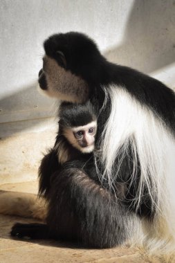 Colobus Guereza 'nın annesi ve bebeği hayvanat bahçesinde. Çok iyi bir ilişkileri var.