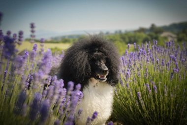 Levander 'da duran köpek yavrusunun portresi. Çok tatlı.