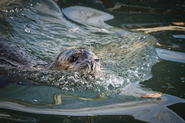 Fok Hayvanat Bahçesinde Kendi Havuzunda Yüzüyor Burası Onun Yaşam Alanı — Stok fotoğraf