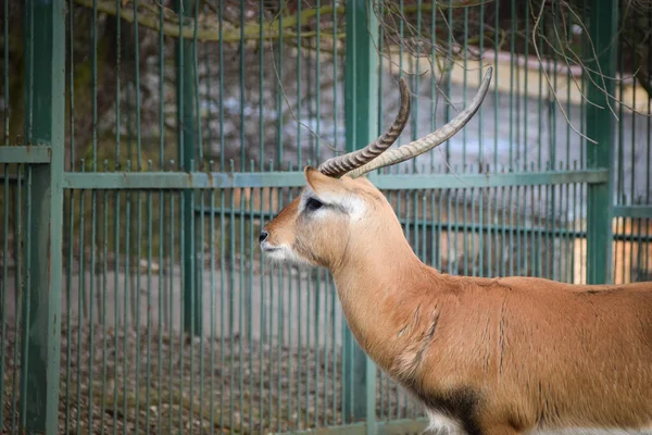 African Antelope Staying Zoo Fence Have Place Living — Stock Photo, Image
