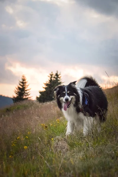 边境牧羊犬在自然界的田野里奔跑 在切赫共和国的山上奔跑 她很开心 — 图库照片