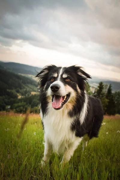 Retrato Frontera Collie Carretera Montaña Checa Krkonose Tan Gracioso —  Fotos de Stock