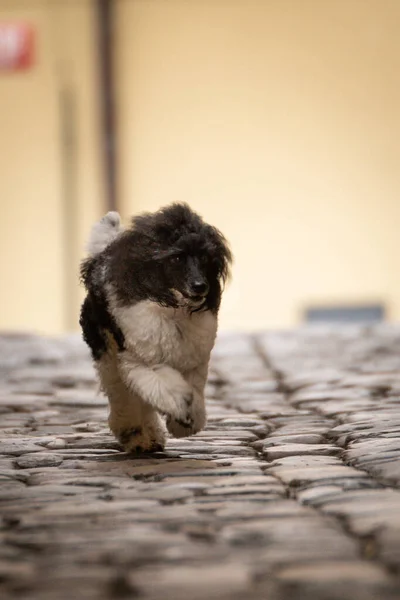 プードルの子犬がプラハ市内を走っています 犬はプラハ市内中心部で無料です — ストック写真
