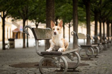 Beyaz köpek bankta yatıyor. Köpek Prag 'da şehir merkezinde..