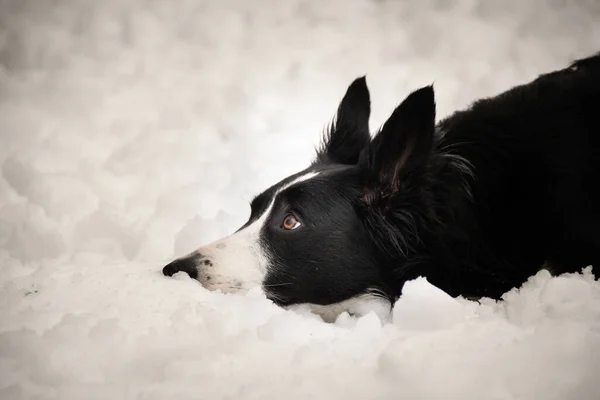 Border Collie Giace Nella Neve Foto Invernale Dal Castello Ceco — Foto Stock