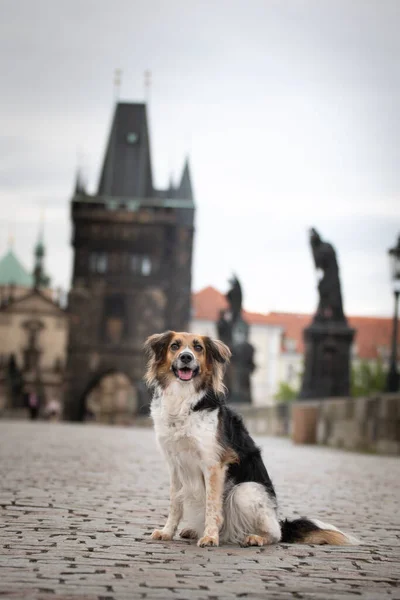 Czarno Biały Bohemian Spotted Dog Siedzi Moście Była Centrum Pragi — Zdjęcie stockowe