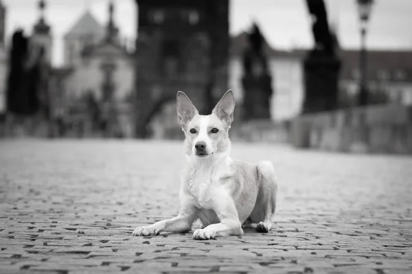 White Mix Dog Está Centro Ciudad Estaba Centro Praga Ella — Foto de Stock