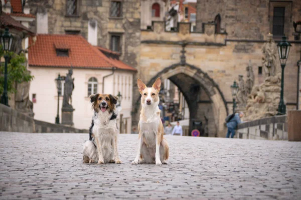 İki köpek köprüde oturuyor. Prag 'ın merkezindeydi. Çok sabırlı bir model..