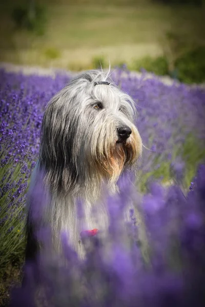 Trop Mignon Images Libres De Droit Photos De Trop Mignon Depositphotos