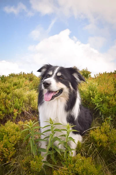 Border Collie Está Sentado Campo Natureza Montanha República Checa Ela — Fotografia de Stock