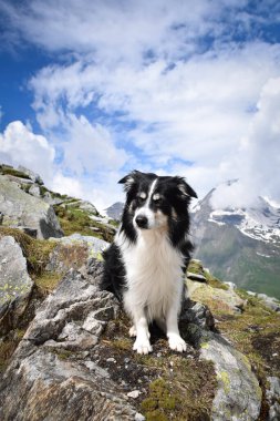 Glossglockner 'a yakın Avusturya doğasında taşın üzerinde bir çoban köpeği portresi..