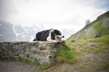 Glossglockner 'a yakın Avusturya doğasında taşın üzerinde bir çoban köpeği portresi..