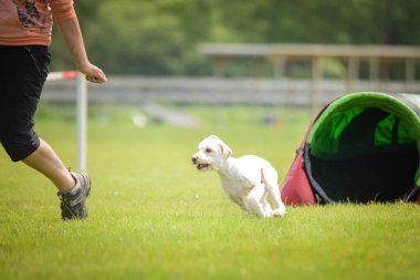Köpek, çeviklik içinde koşuyor. Harika bir akşam, Engel bir spor müsabakası için özel çeviklik eğitimi alıyor.