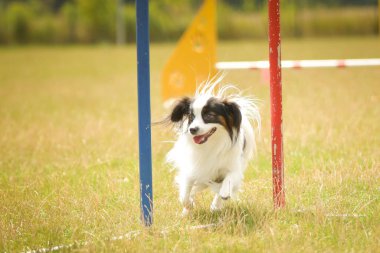 Köpek, çevik slalom 'da koşuyor. Harika bir akşam, Engel bir spor müsabakası için özel çeviklik eğitimi alıyor.