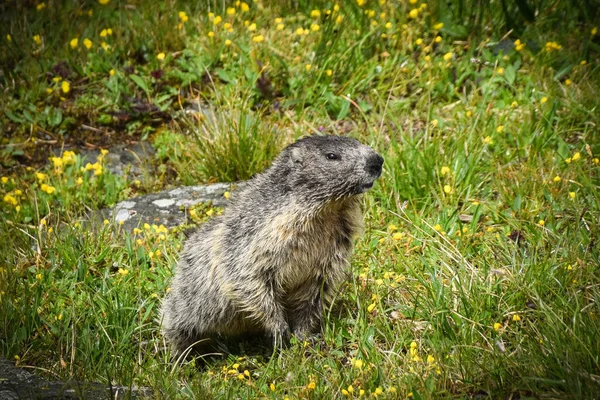Retrato Marmota Embolsada Austria Naturaleza Cerca Glossglockner — Foto de Stock