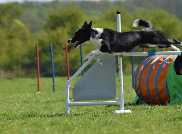 Dog Çeviklik Sınırındaki Çoban Köpeği Harika Bir Akşam Engel Bir — Stok fotoğraf