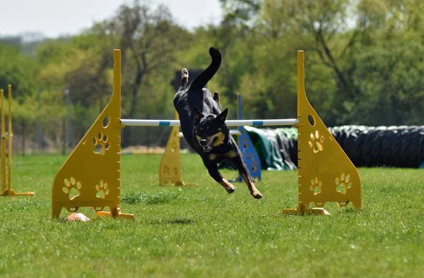 Hond Rent Behendigheid Geweldige Avond Hurdle Met Een Privé Behendigheidstraining — Stockfoto