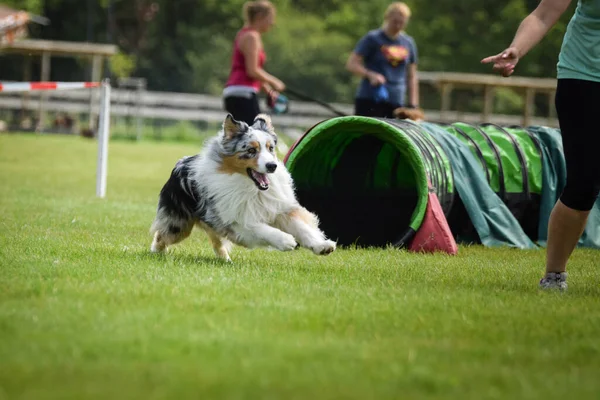 Chien Court Dans Agilité Soirée Incroyable Obstacle Ayant Entraînement Agilité — Photo