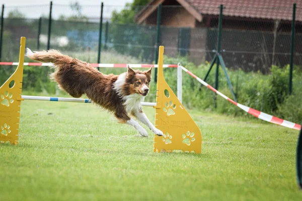 Dog Çeviklik Sınırındaki Çoban Köpeği Harika Bir Akşam Engel Bir — Stok fotoğraf