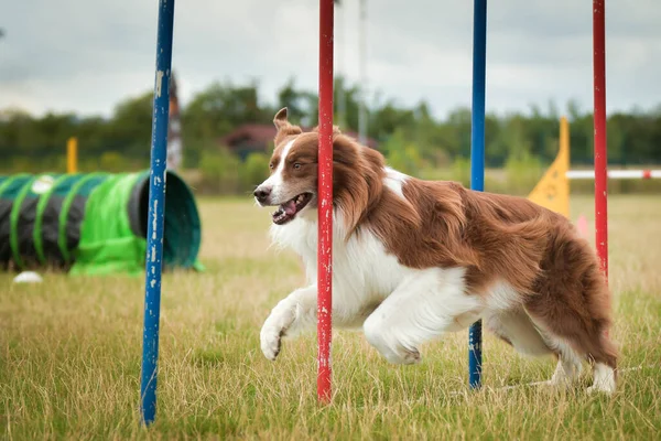 Redmerle Pastor Australiano Está Correndo Slalom Competição Agilidade Checo Praga — Fotografia de Stock