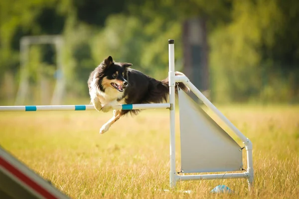 Собака Пограничный Колли Ловкости Удивительный Вечер Hurdle Частной Тренировкой Ловкости — стоковое фото