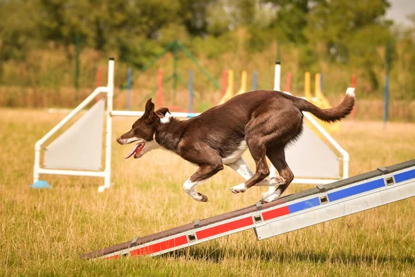 Dog Border Collie Ακτίνα Ισορροπίας Ευκινησίας Καταπληκτική Μέρα Για Τσέχικο — Φωτογραφία Αρχείου