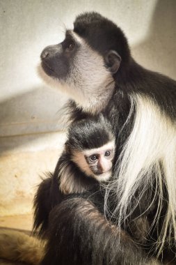 Colobus Guereza 'nın annesi ve bebeği hayvanat bahçesinde. Çok iyi bir ilişkileri var.