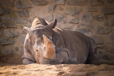 Czech hayvanat bahçesindeki gergedanın fotoğrafı. Kendi habitatında uyuyor..