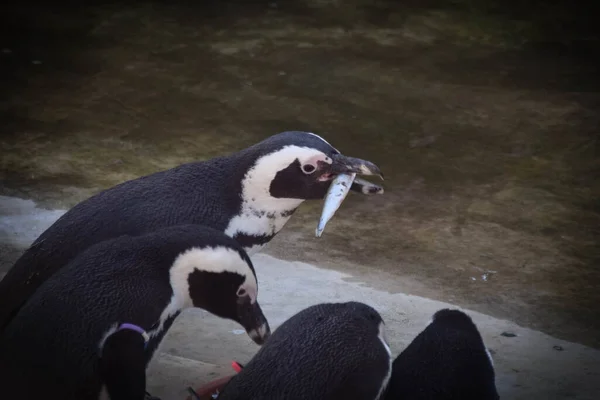 Ein Humboldt Pinguin Spheniscus Humboldti Einem Tschechischen Zoo Sie Haben — Stockfoto