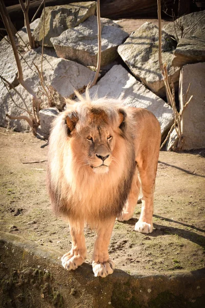 Leeuw Onze Dierentuin Tsjechië Hij Dierentuin Usti Hij Mooi — Stockfoto