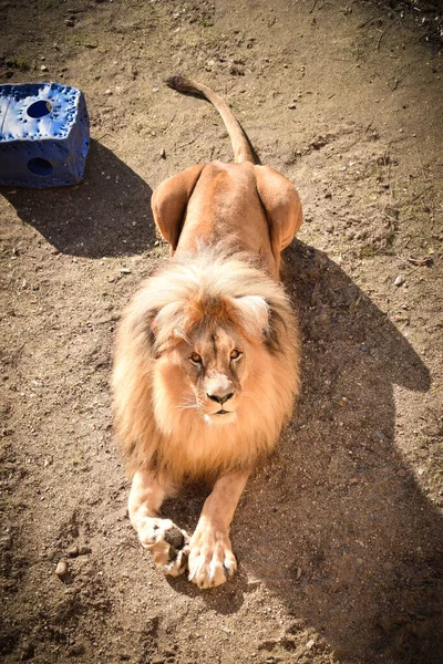 Leeuw Onze Dierentuin Tsjechië Hij Dierentuin Usti Hij Mooi — Stockfoto