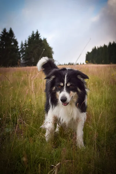 ボーダーコリーは草の中に立っている 彼女はとてもクレイジーな女性の犬 — ストック写真