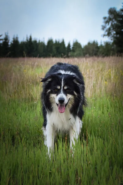 Collie Fronteira Está Relva Ela Uma Cadela Louca — Fotografia de Stock