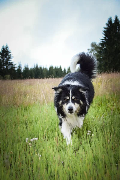 border collie is running in the field in the nature, in mountain in czech republic. She is very happy.