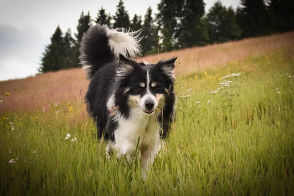 国境線はチェコ共和国の山で自然の中で走っています 彼女はとても幸せだ — ストック写真