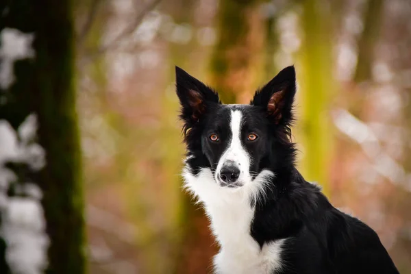 Border Collie Está Sentado Tronco Nieve Parece Zorro Cazando —  Fotos de Stock