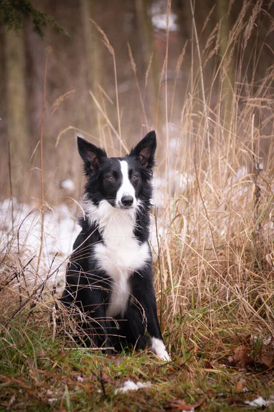 Border Collie Está Sentado Sob Pinheiro Junco Ele Está Tão — Fotografia de Stock