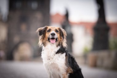 Siyah ve beyaz Bohem Benekli Köpek köprüde oturuyor. Prag 'ın merkezindeydi. Çok sabırlı bir model..