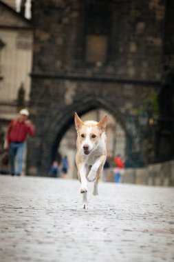 Beyaz köpek şehir merkezinde koşuyor. Prag 'ın merkezindeydi. Çok sabırlı bir model..