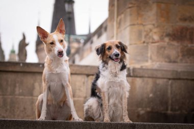 Şehir merkezinde merdivenlerde iki köpek oturuyor. Prag 'ın merkezindeydiler. Çok sabırlı bir model..
