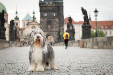 Sakallı çoban köpeği Carls Köprüsü 'nde duruyor. Prag 'ın merkezindeydi. Çok sabırlı bir model..