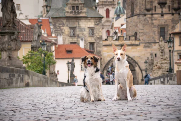 Dos Perros Están Sentados Puente Estaba Centro Praga Ella Tan —  Fotos de Stock