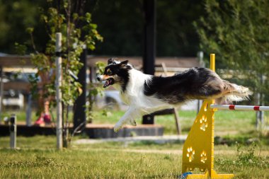 Dog, çeviklik sınırındaki çoban köpeği. Harika bir akşam, Engel bir spor müsabakası için özel çeviklik eğitimi alıyor.