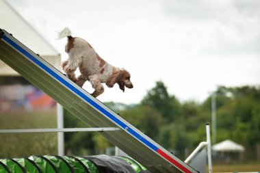Köpek, çeviklik içinde koşuyor. Harika bir akşam, Engel bir spor müsabakası için özel çeviklik eğitimi alıyor.