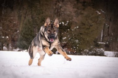 Alman çoban köpeği karda koşuyor. Dışarıda çok mutlu. Kardaki köpekler güzel manzaralıdır.