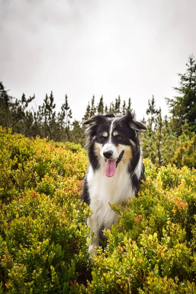 Border collie is sitting in the grass. He is so crazy dog on trip.