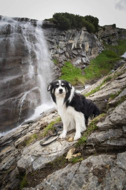 Avusturalya doğasındaki sınır çoban köpeğinin portresi. Taşın üstünde bekliyor..