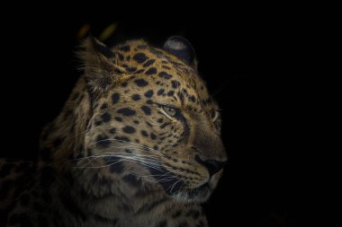 Bir Afrika leoparı hayvanat bahçesinde yatıyor. Gergin..